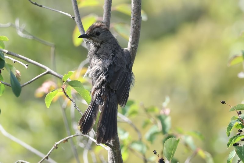 Gray Catbird - ML642486956