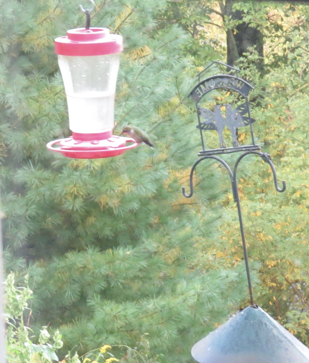 Ruby-throated Hummingbird - ML642486964