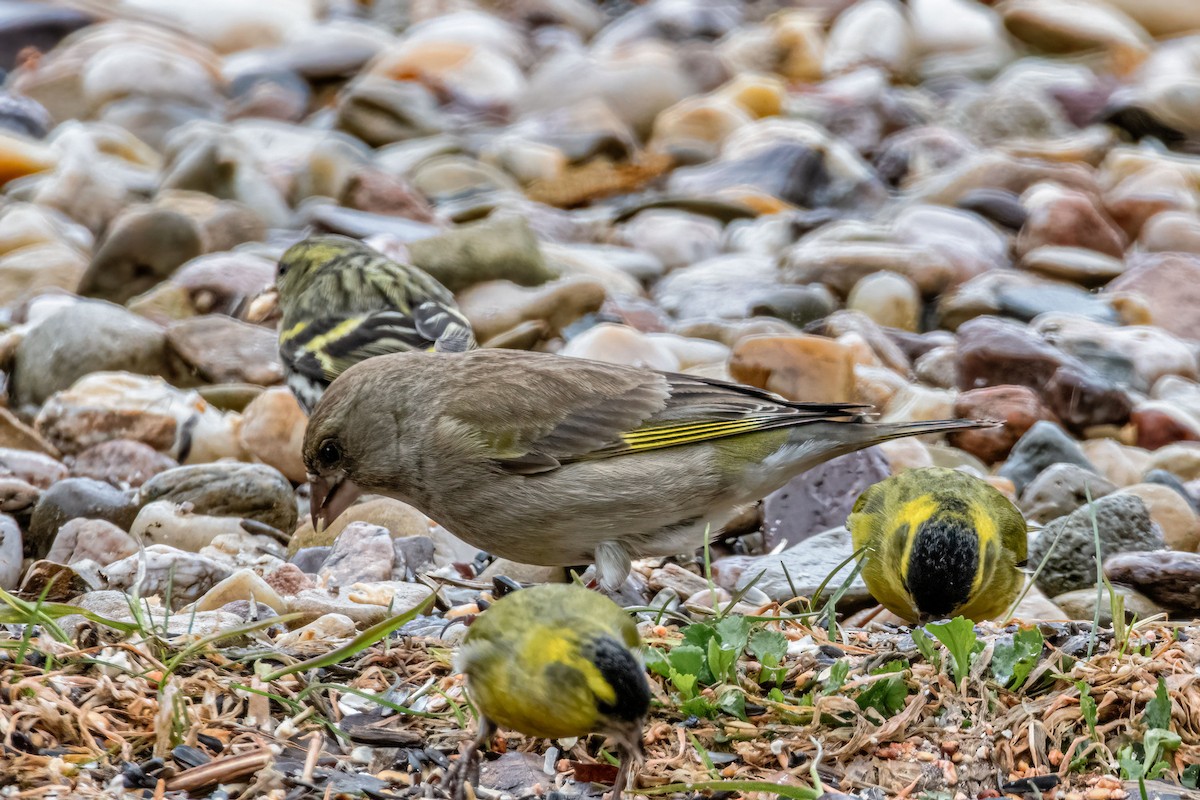 European Greenfinch - ML642486977