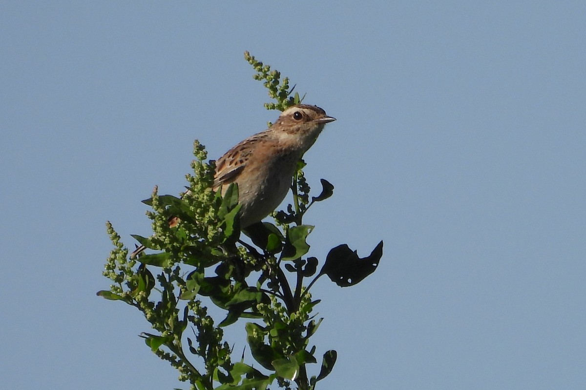 Whinchat - ML642486995