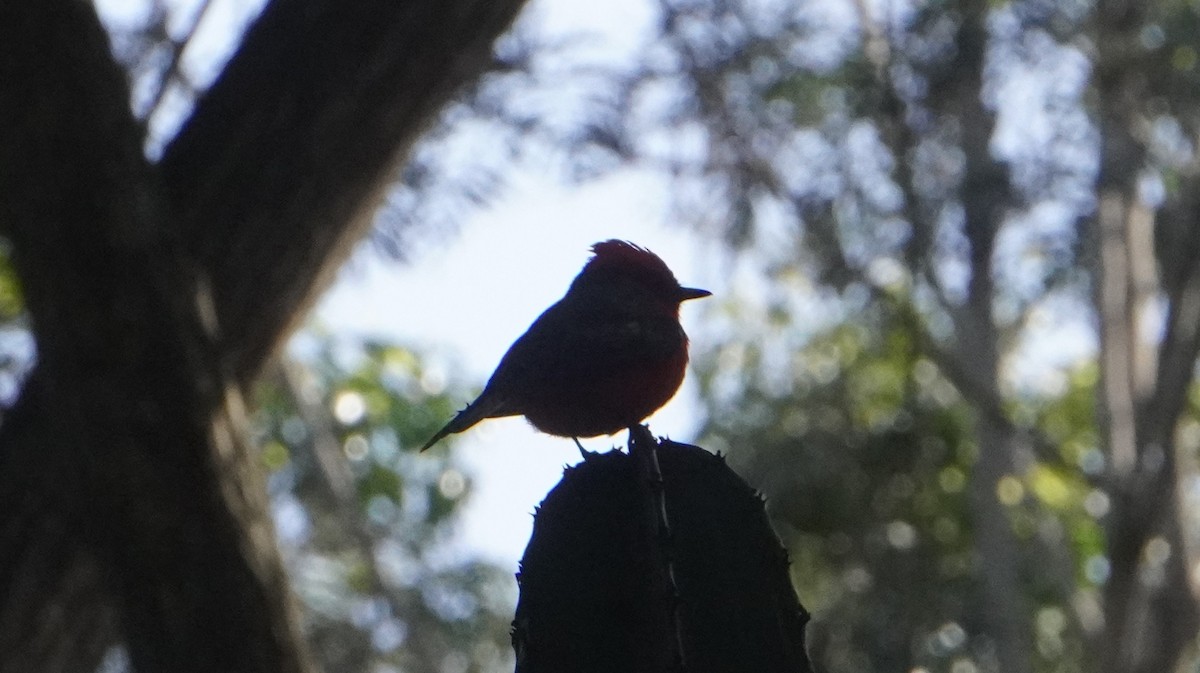 Vermilion Flycatcher (obscurus Group) - ML642487013