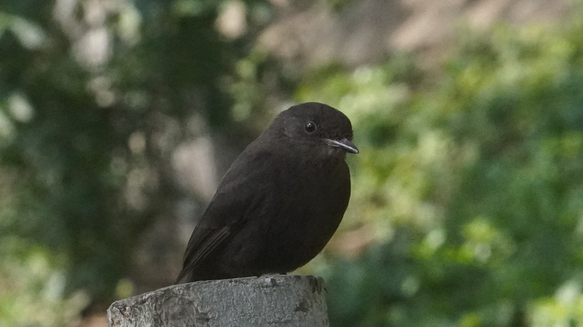 Vermilion Flycatcher (obscurus Group) - ML642487015