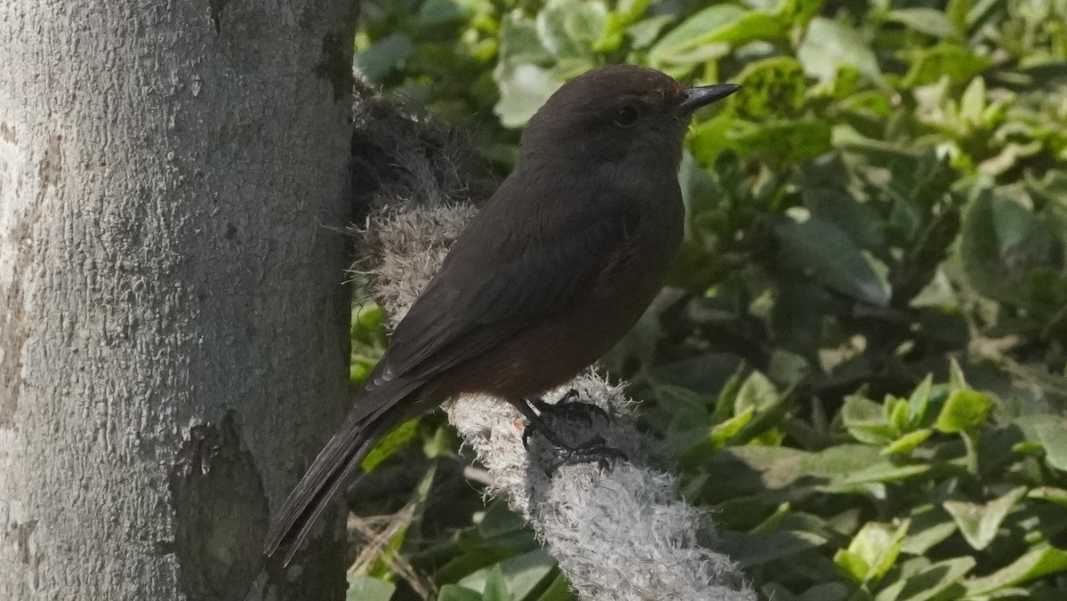 Vermilion Flycatcher (obscurus Group) - ML642487017