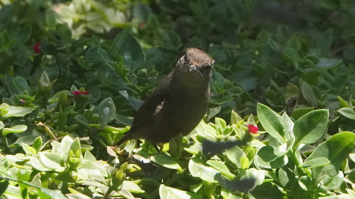 Vermilion Flycatcher (obscurus Group) - ML642487018