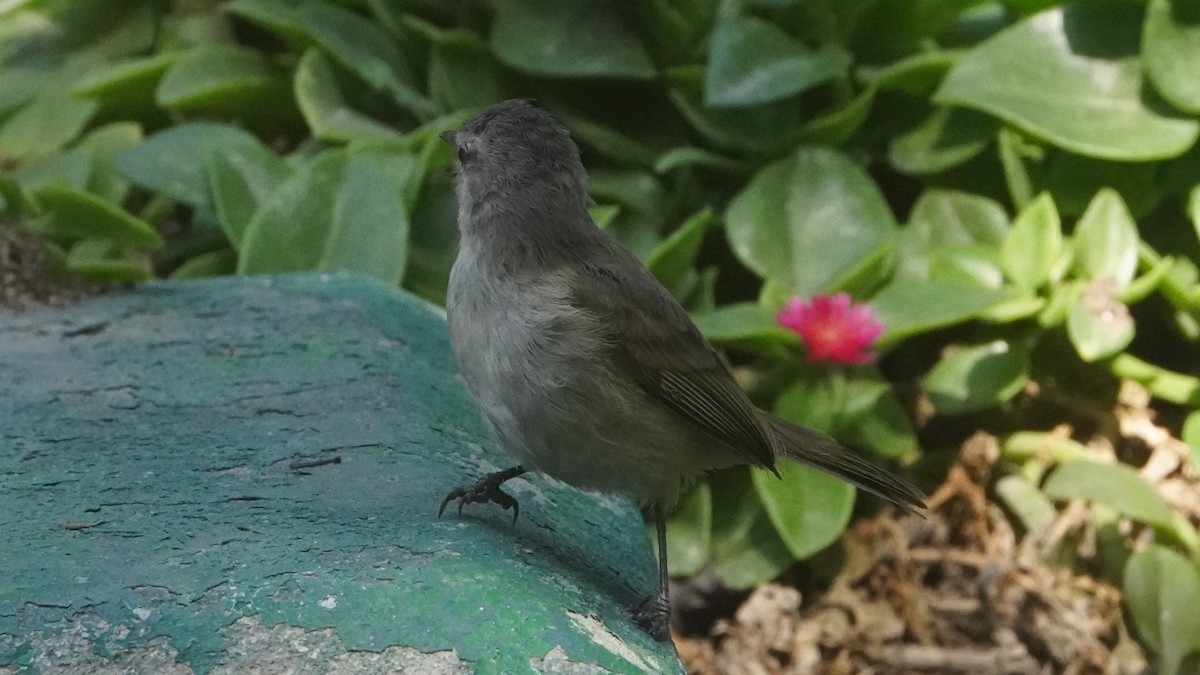 Southern Beardless-Tyrannulet - ML642487042
