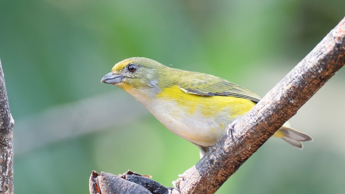 Yellow-throated Euphonia - ML642487046