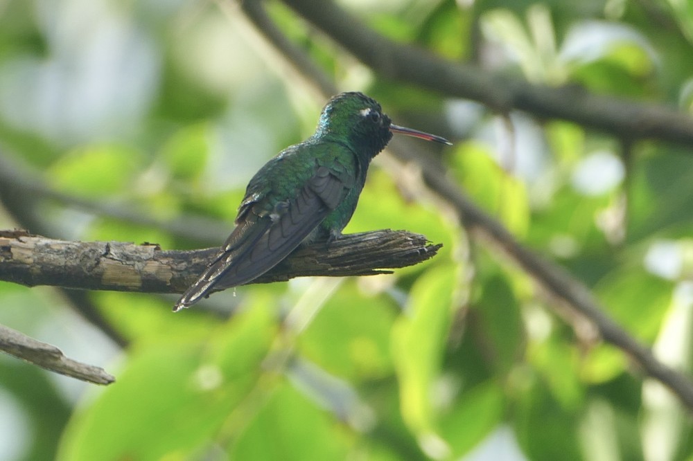 Cuban Emerald - ML642487053