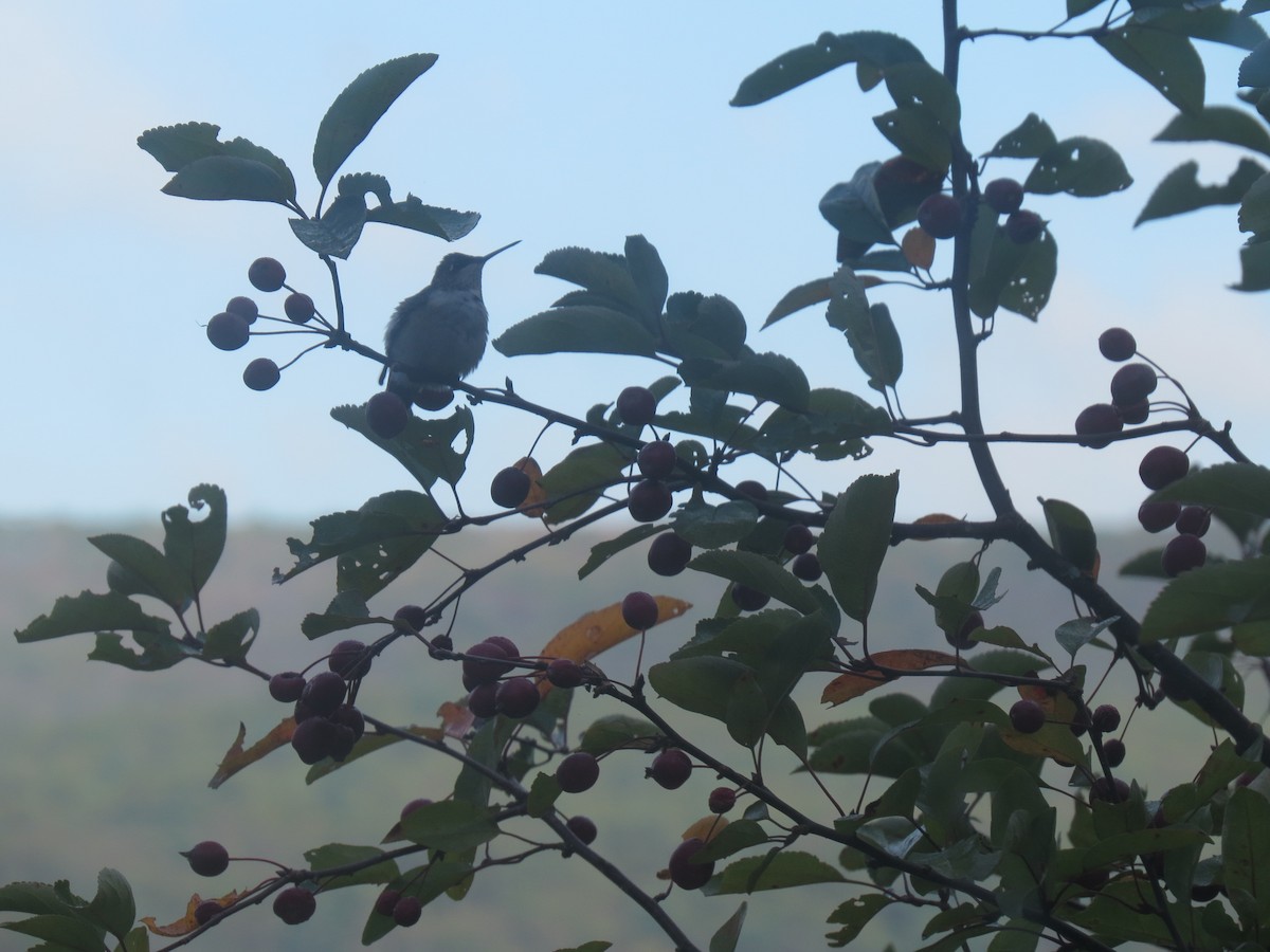 Ruby-throated Hummingbird - ML642487061