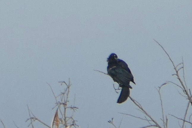 Cuban Blackbird - ML642487103