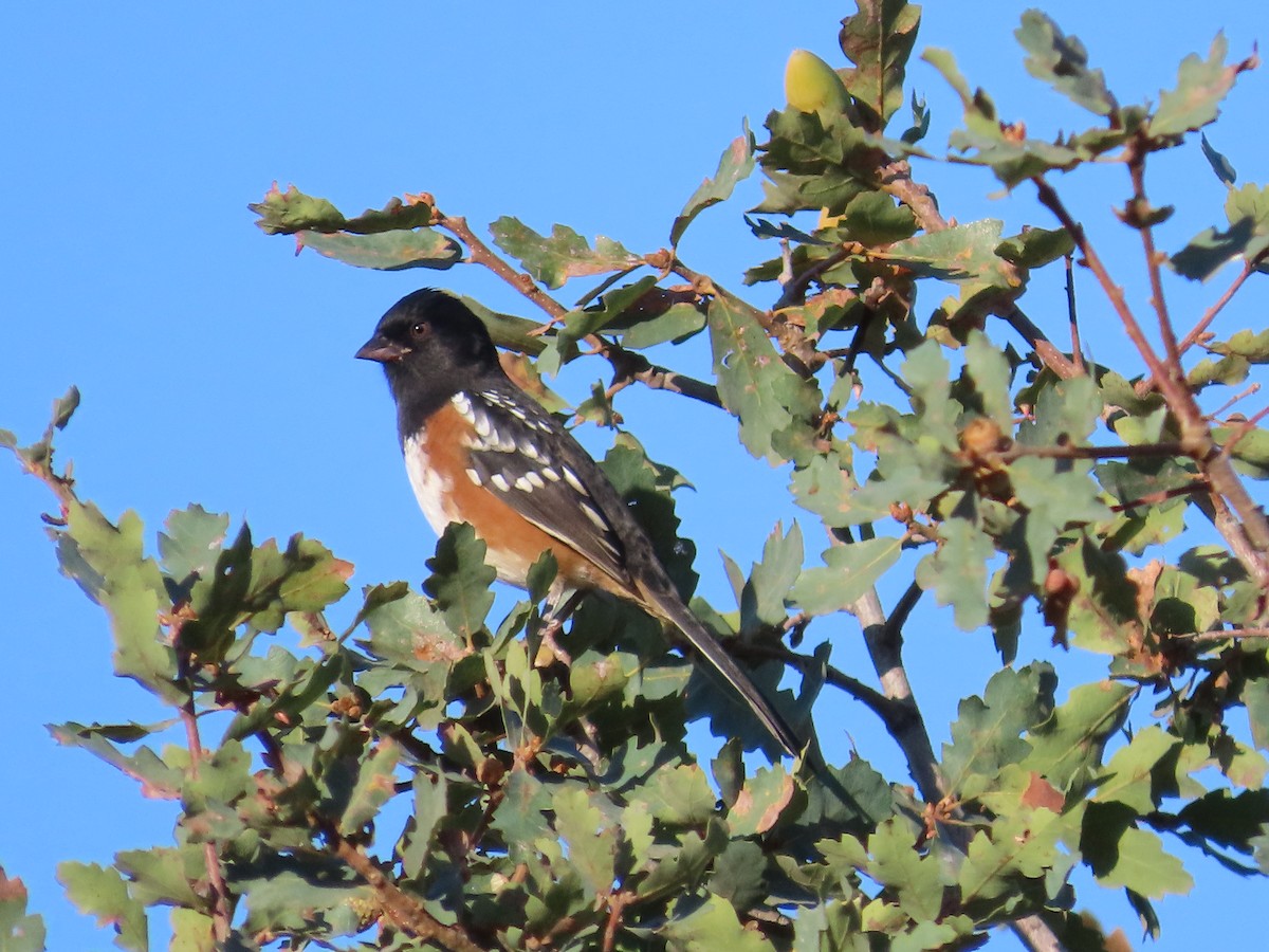 Spotted Towhee - ML642487117
