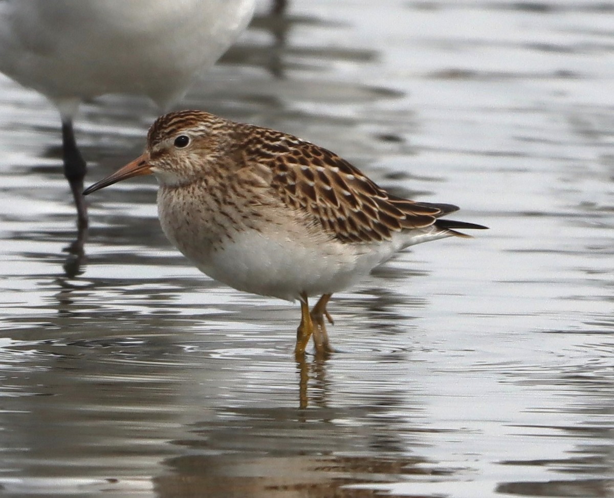Pectoral Sandpiper - ML642487121