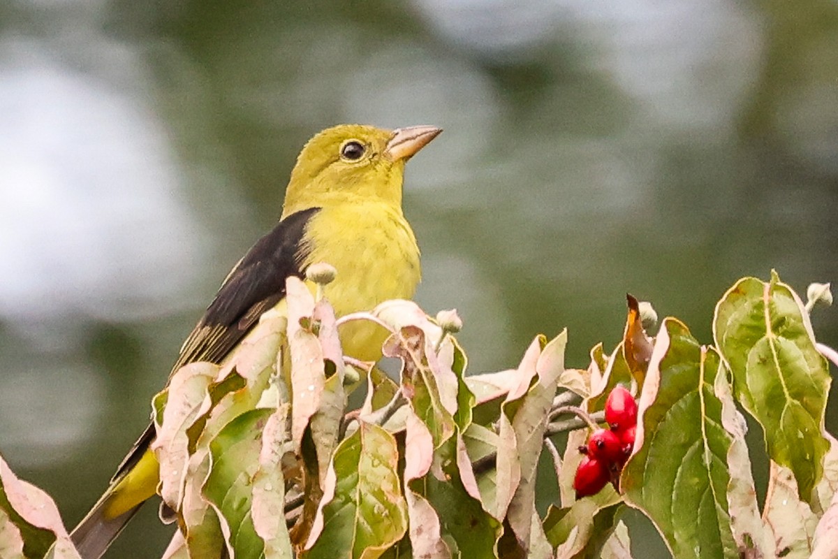 Scarlet Tanager - ML642487128
