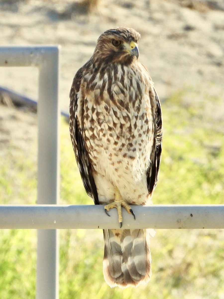 rødvingevåk - ML642487135