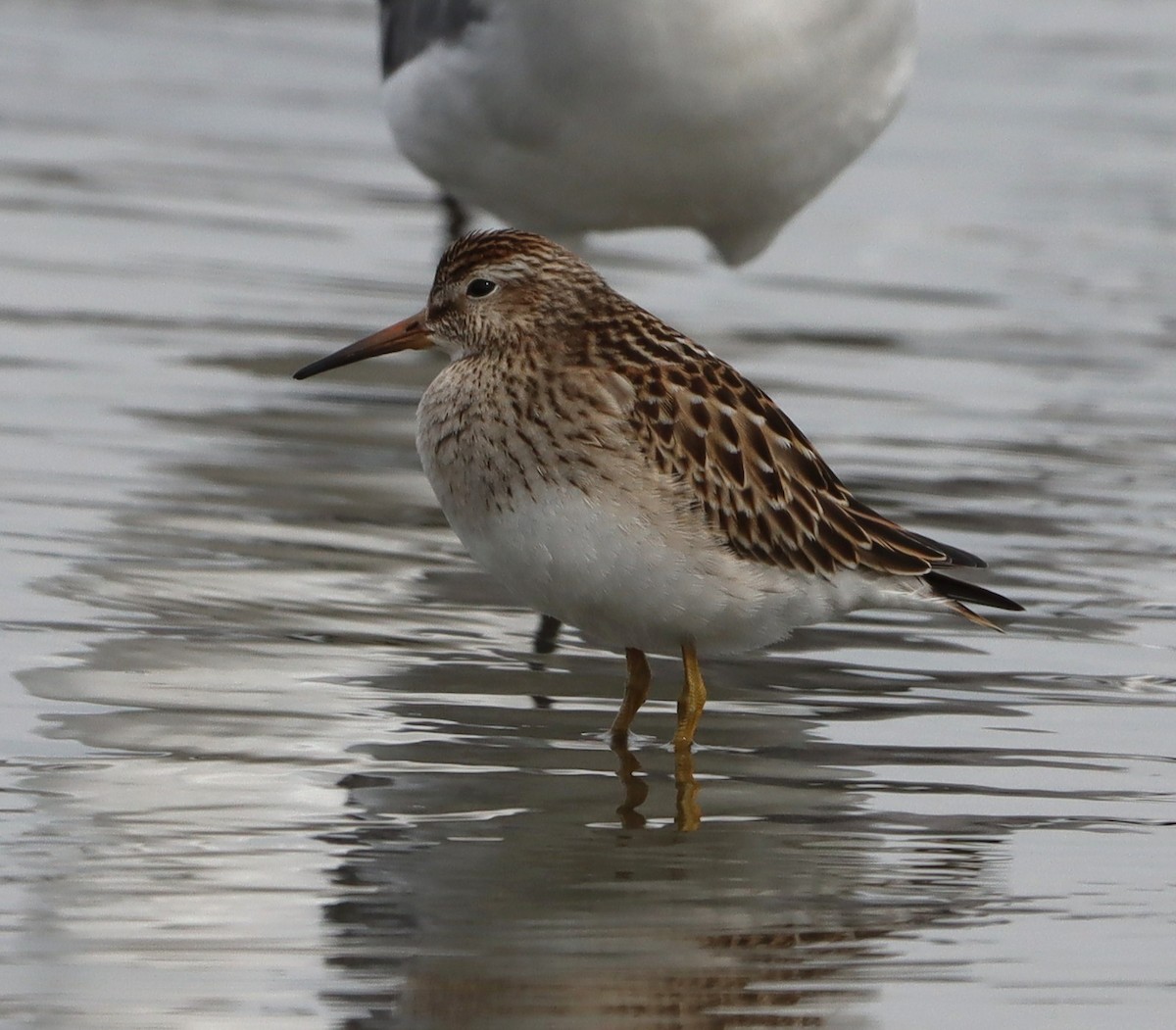 Pectoral Sandpiper - ML642487137