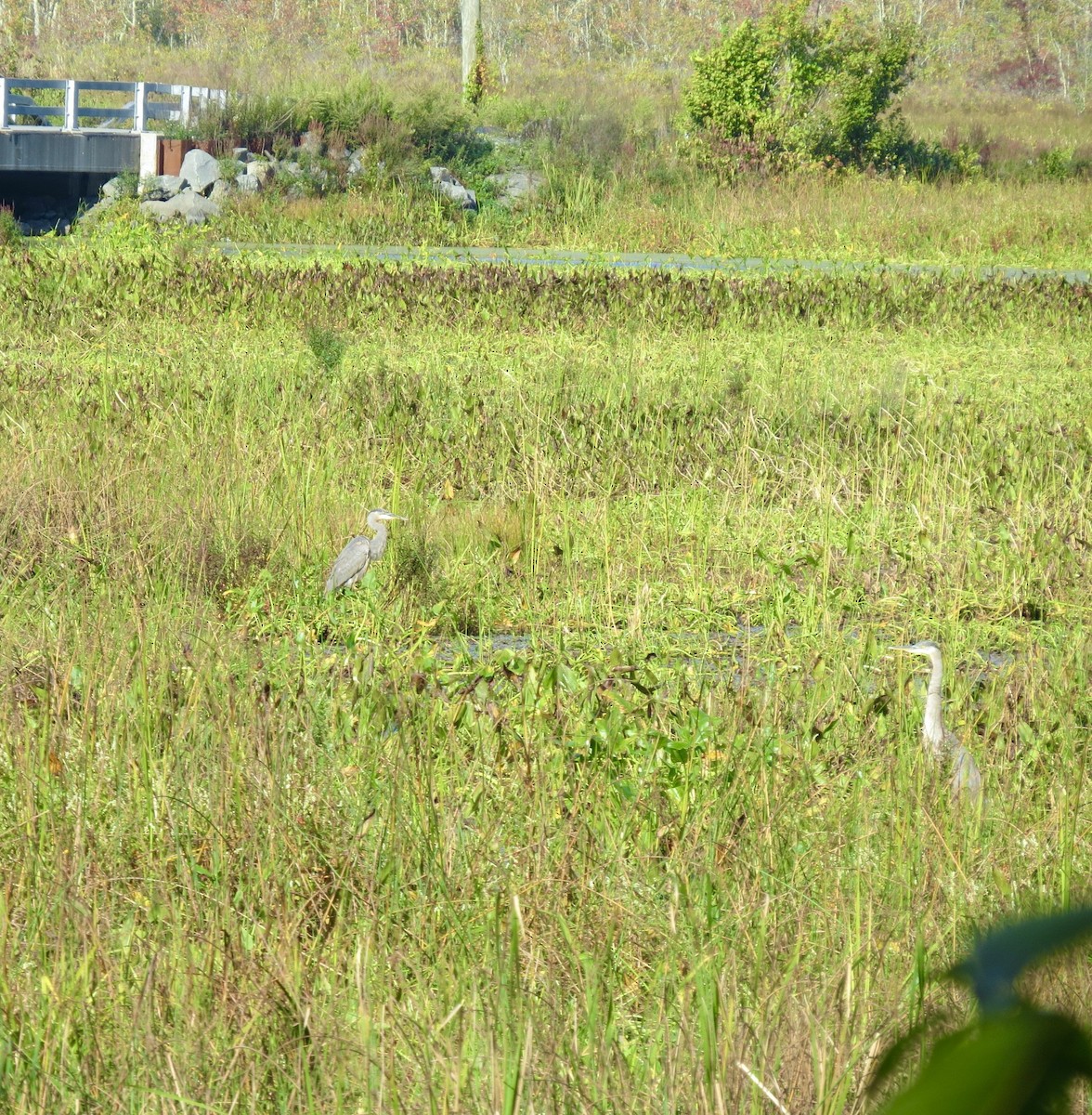 Great Blue Heron - ML642487148