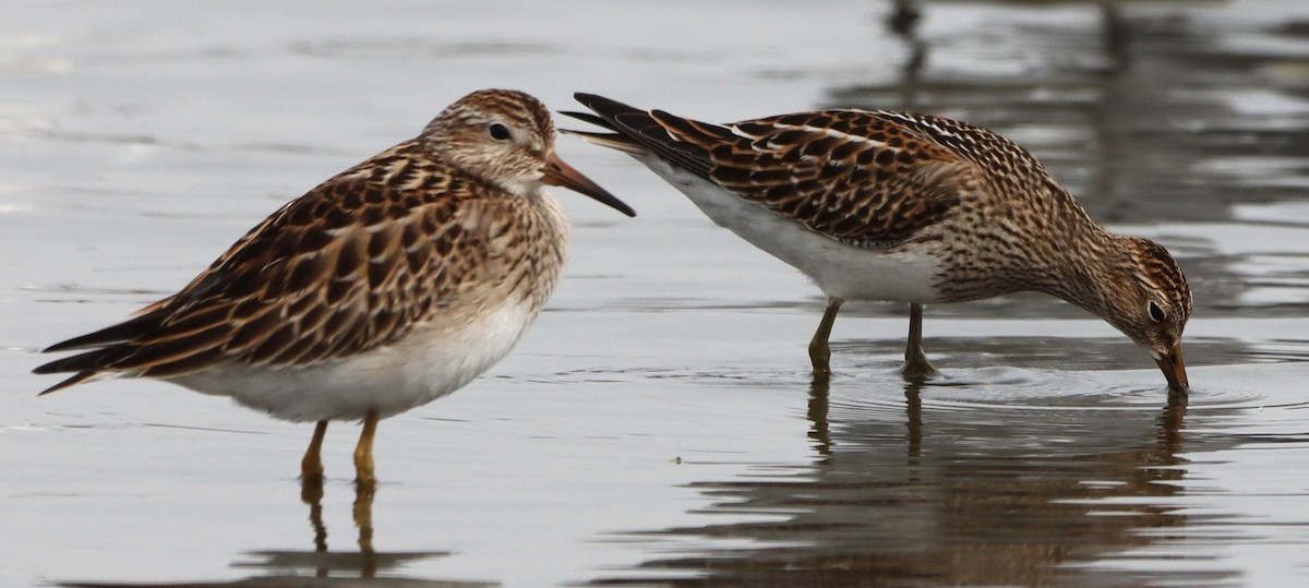 Pectoral Sandpiper - ML642487153