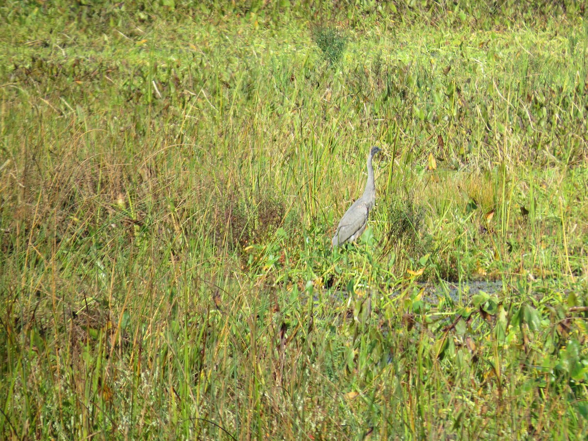 Great Blue Heron - ML642487163
