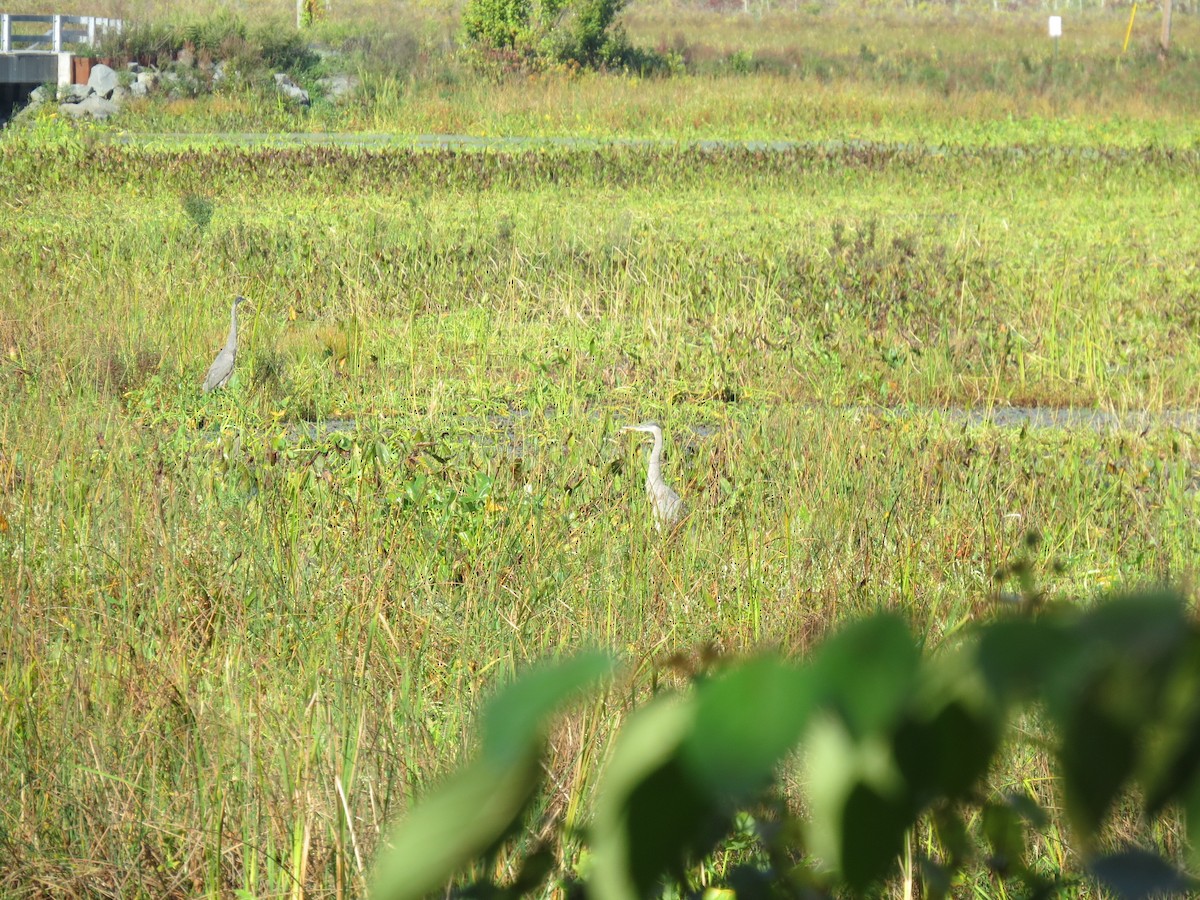 Great Blue Heron - ML642487176