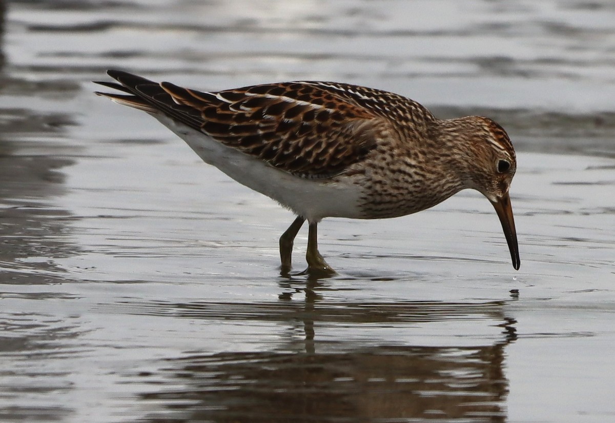 Pectoral Sandpiper - ML642487177