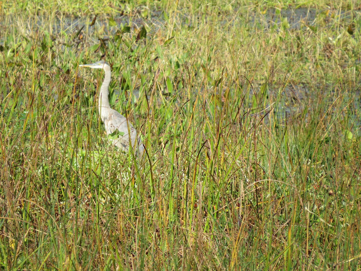 Great Blue Heron - ML642487180