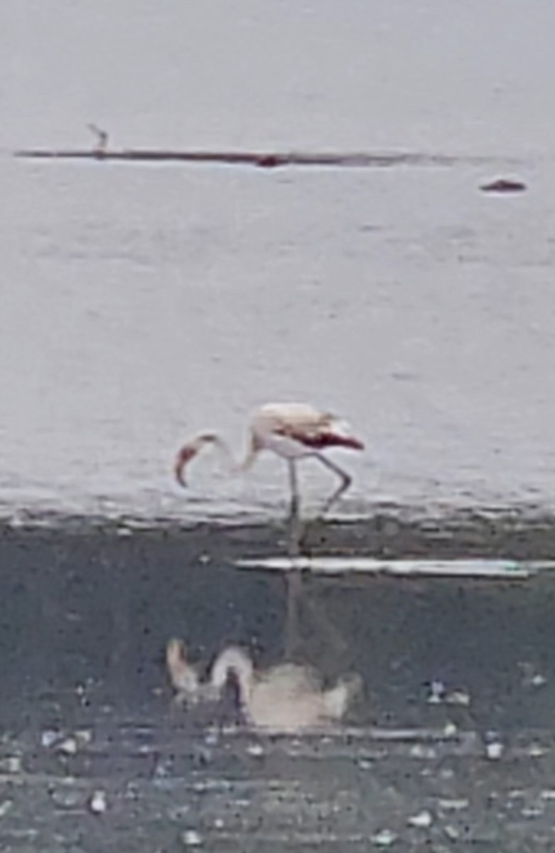 Greater Flamingo - ML642487191