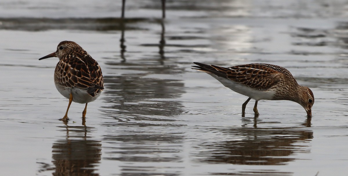 Pectoral Sandpiper - ML642487198