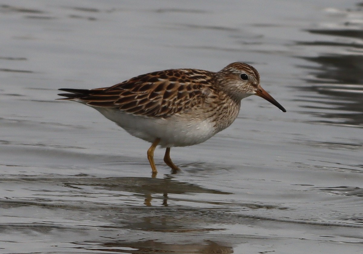 Pectoral Sandpiper - ML642487205