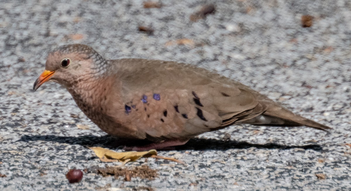 Columbina Común - ML642487216