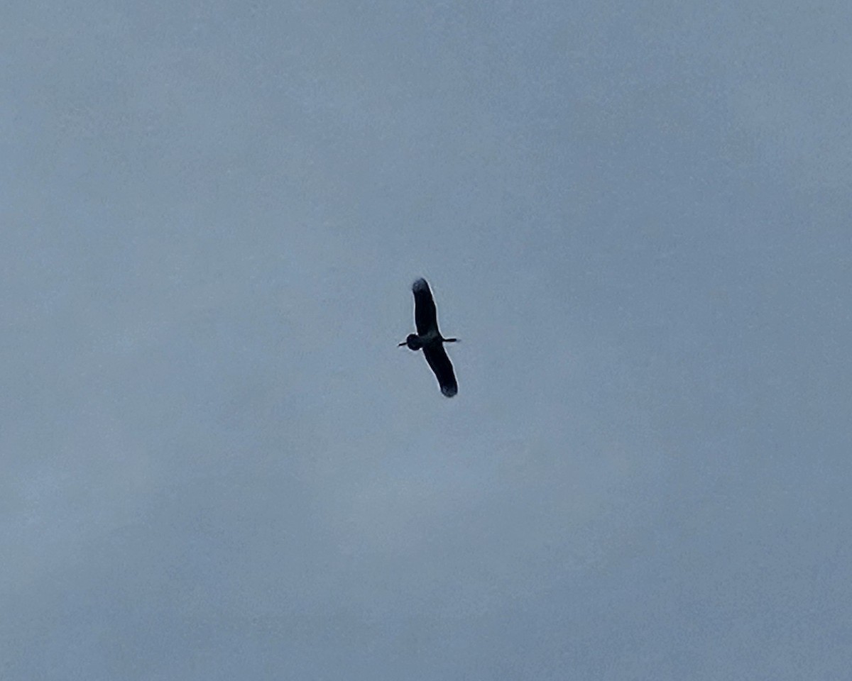 Black Stork - ML642487217