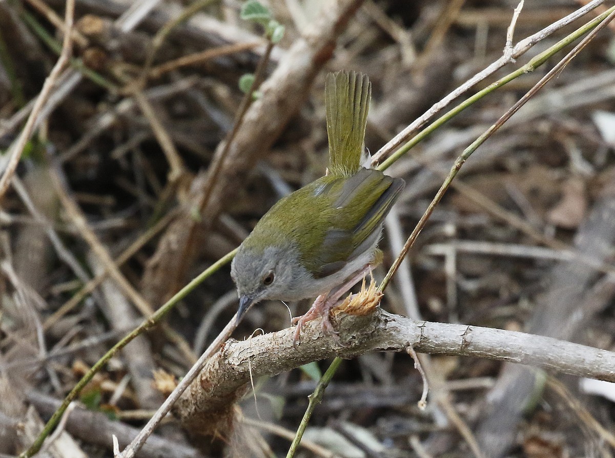 Green-backed Camaroptera - ML642487225