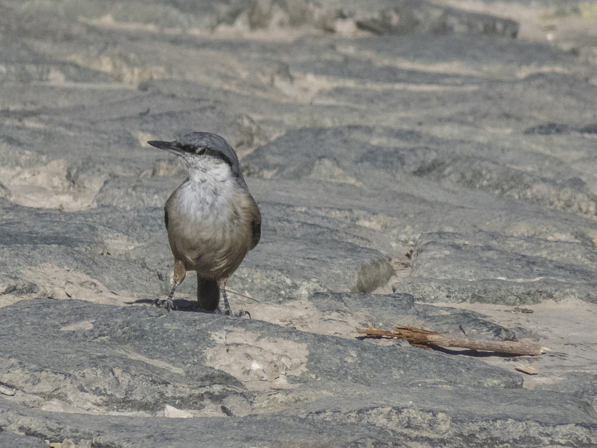 Western Rock Nuthatch - ML642487239