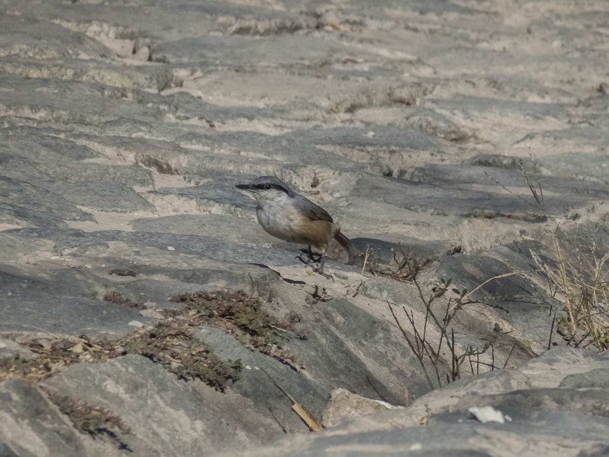 Western Rock Nuthatch - ML642487241