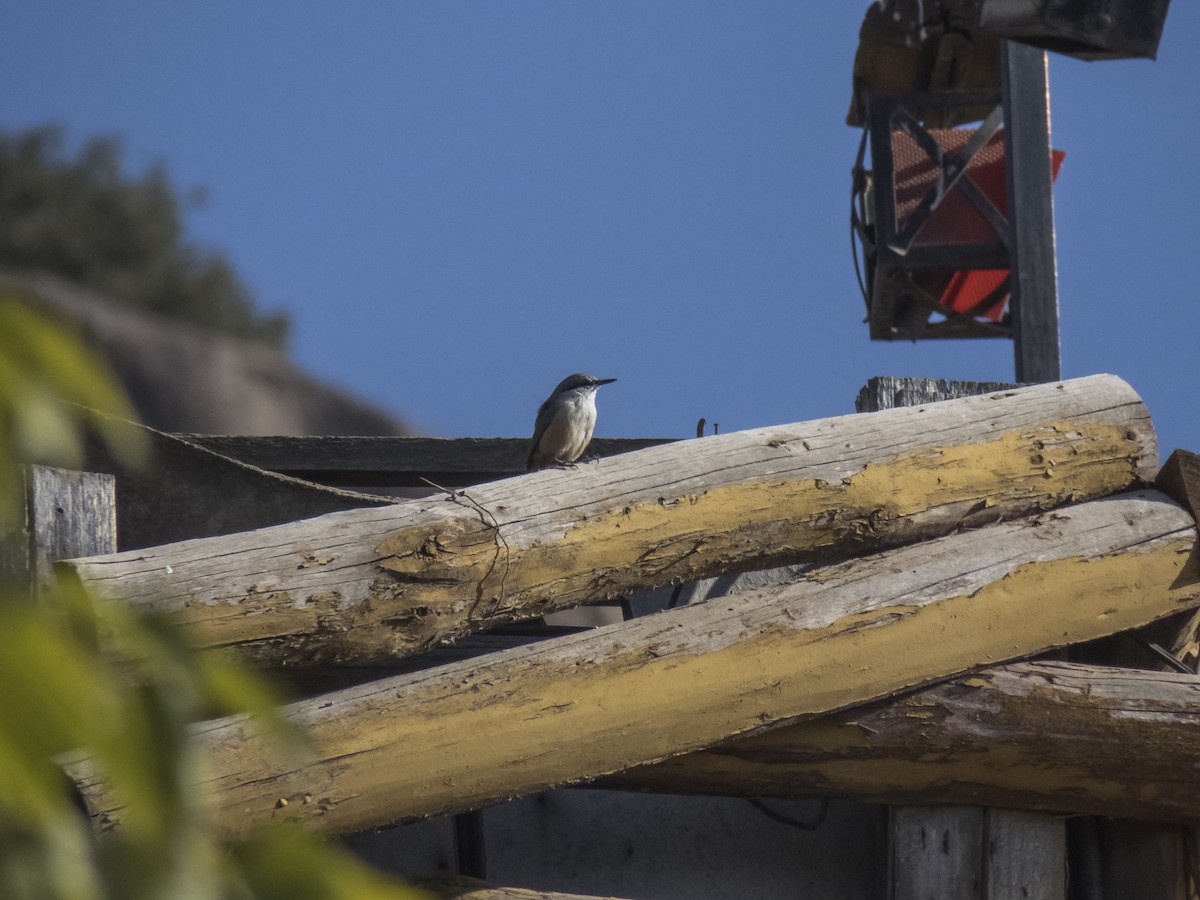 Western Rock Nuthatch - ML642487242