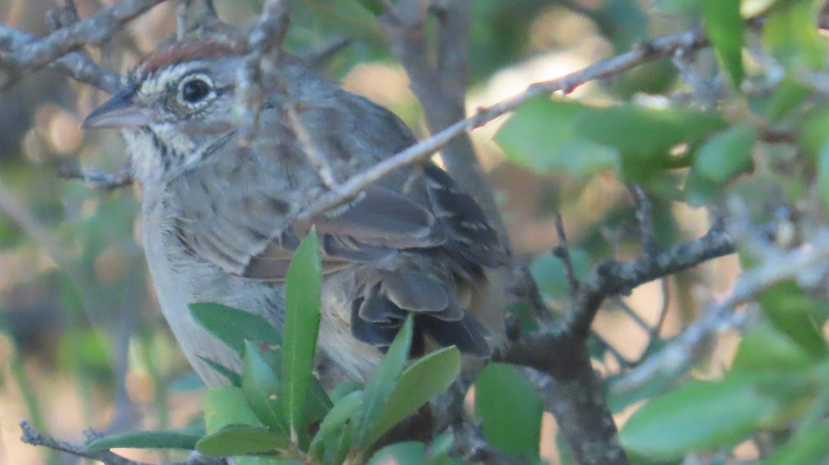 Rufous-crowned Sparrow - ML642487254
