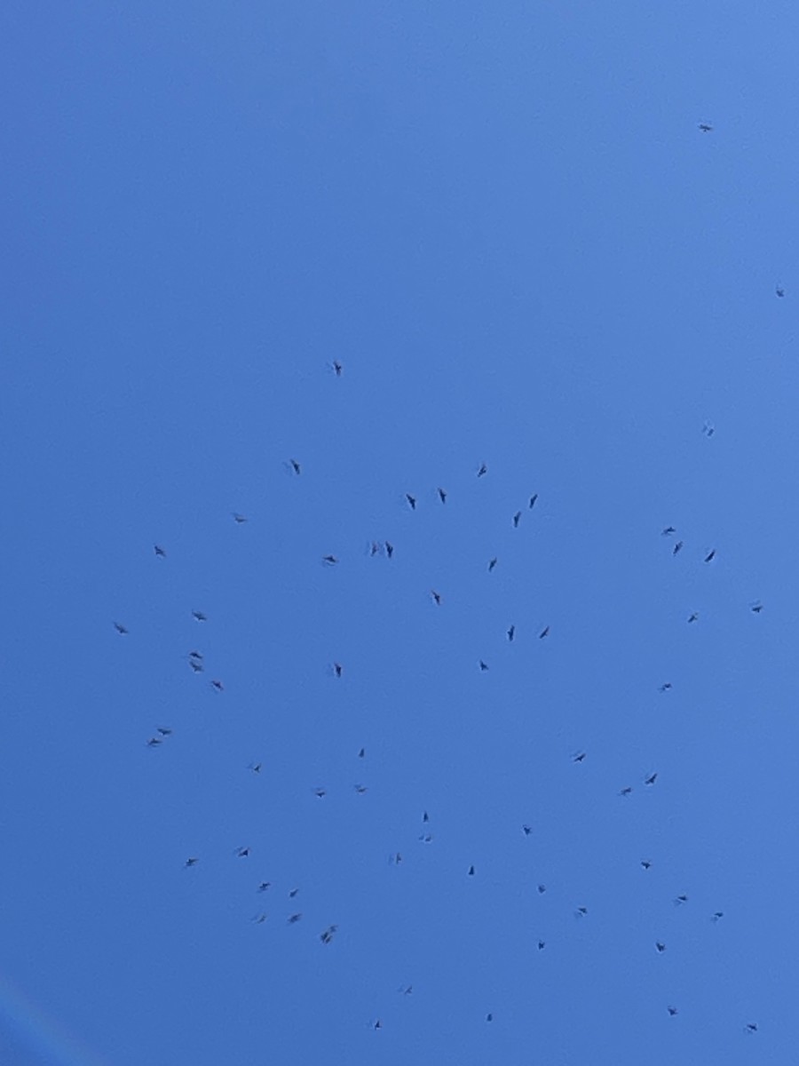 Broad-winged Hawk - ML642487255