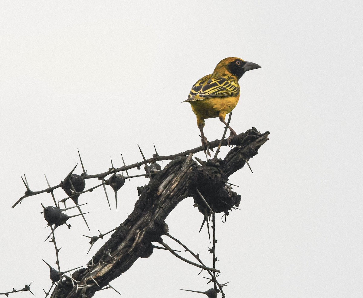 Fox's Weaver - ML642487259