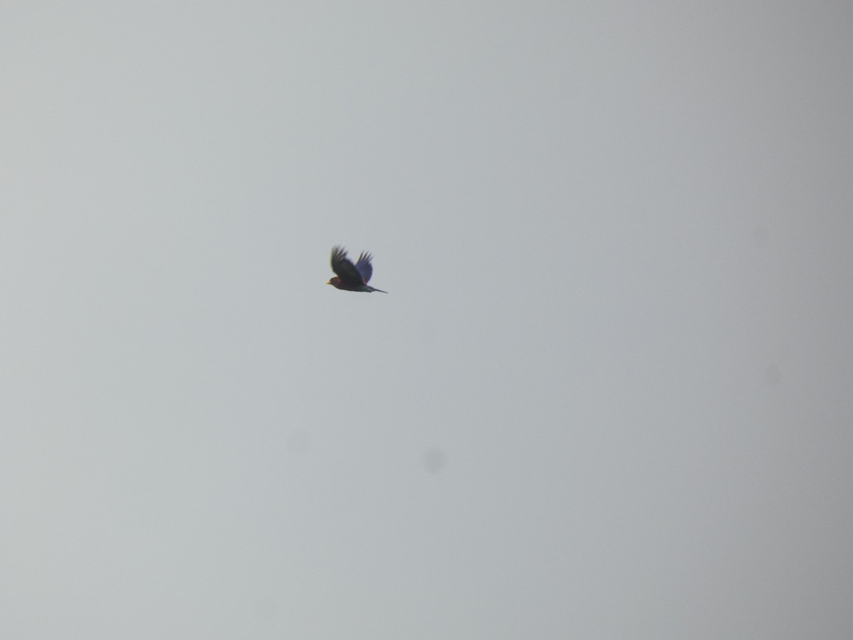 Broad-billed Roller - ML642487269