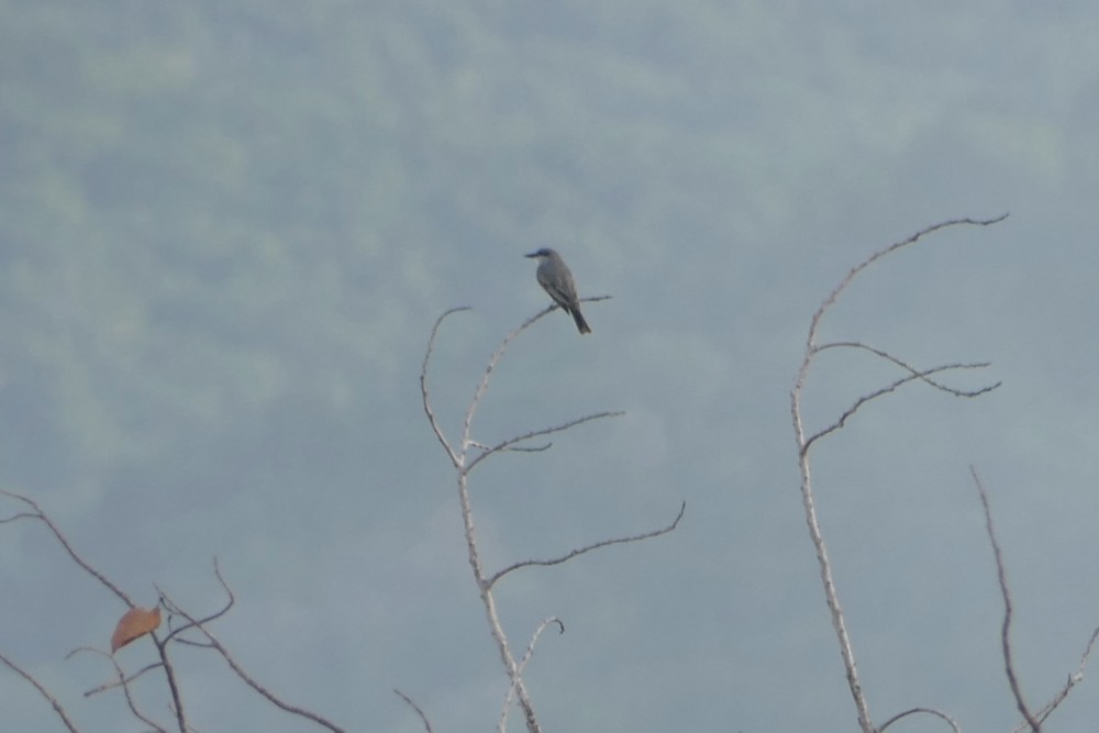 Gray Kingbird - ML642487270