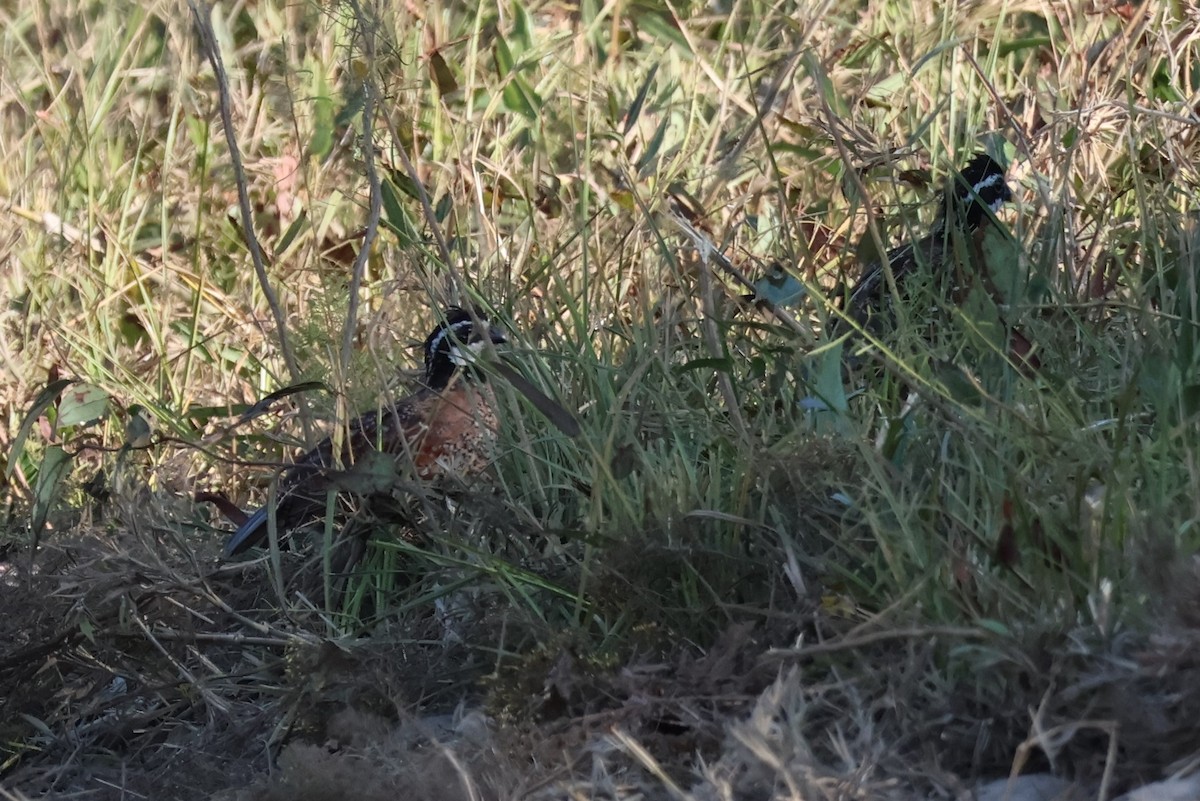 Northern Bobwhite - ML642487292