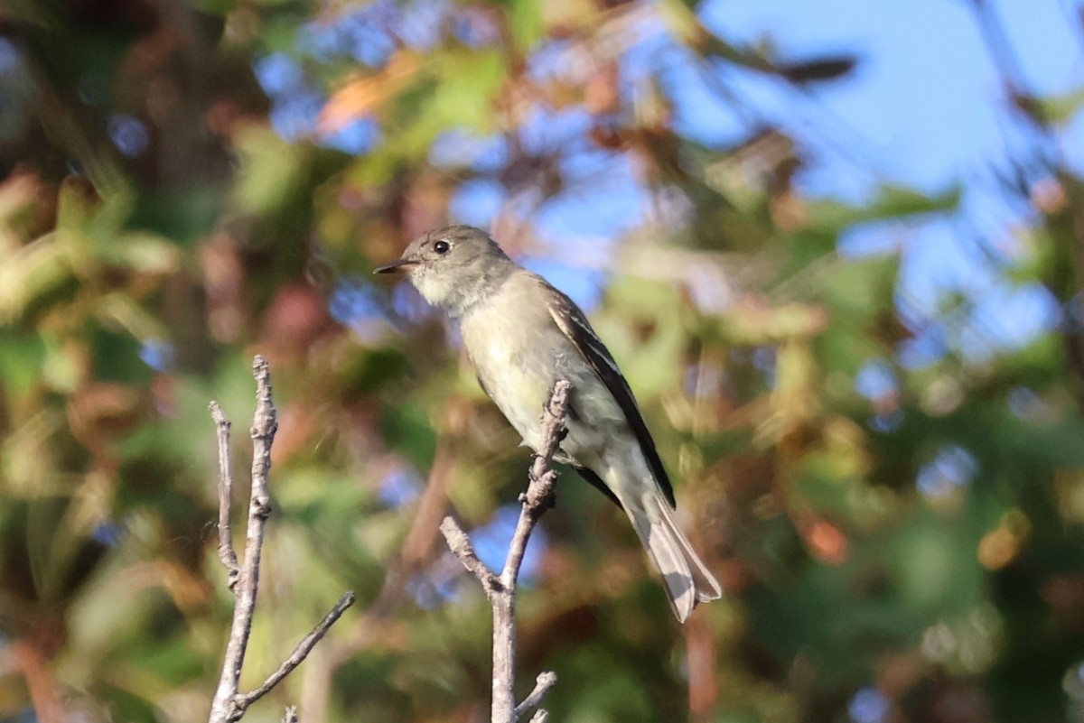 Eastern Wood-Pewee - ML642487293