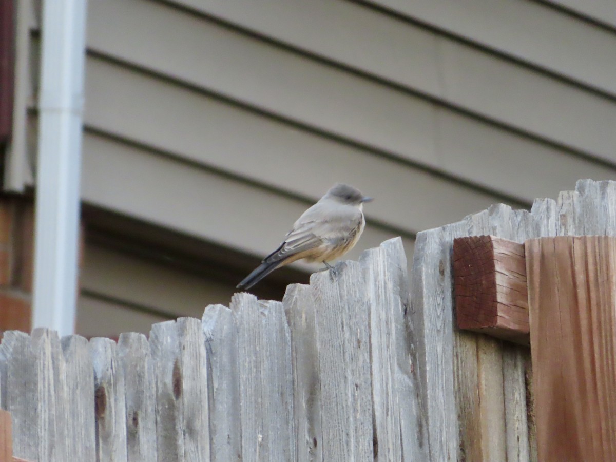 Say's Phoebe - ML642487302