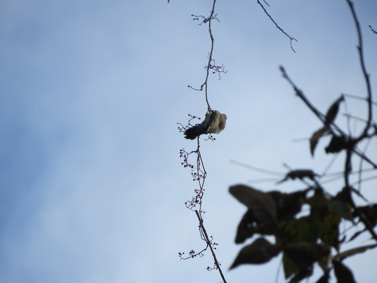 Northern Flicker - ML642487313