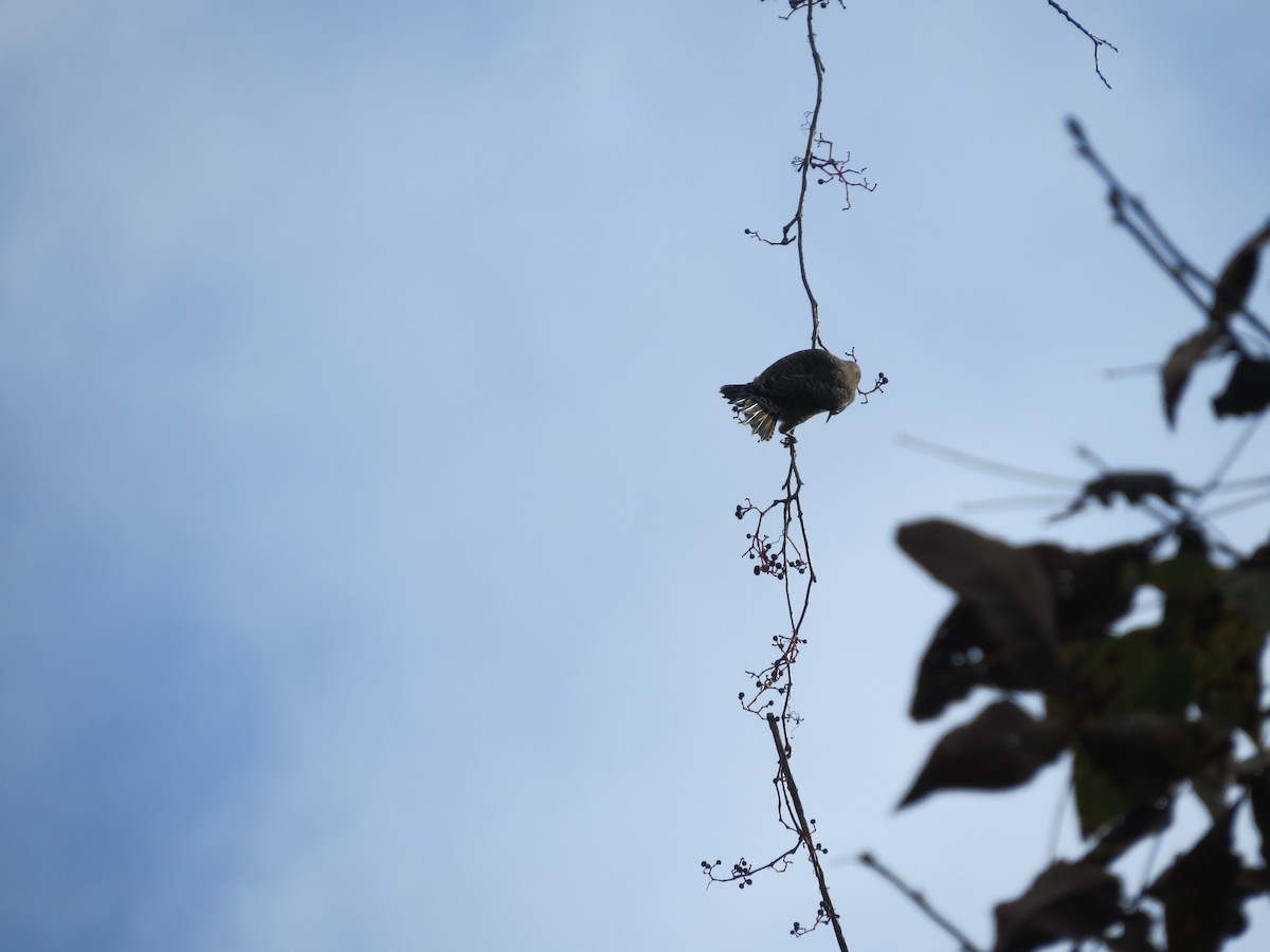 Northern Flicker - ML642487324