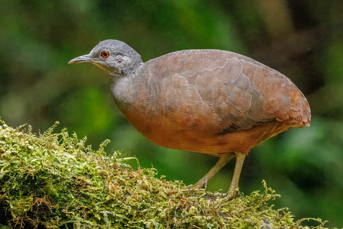 Tinamú Chico - ML642487329