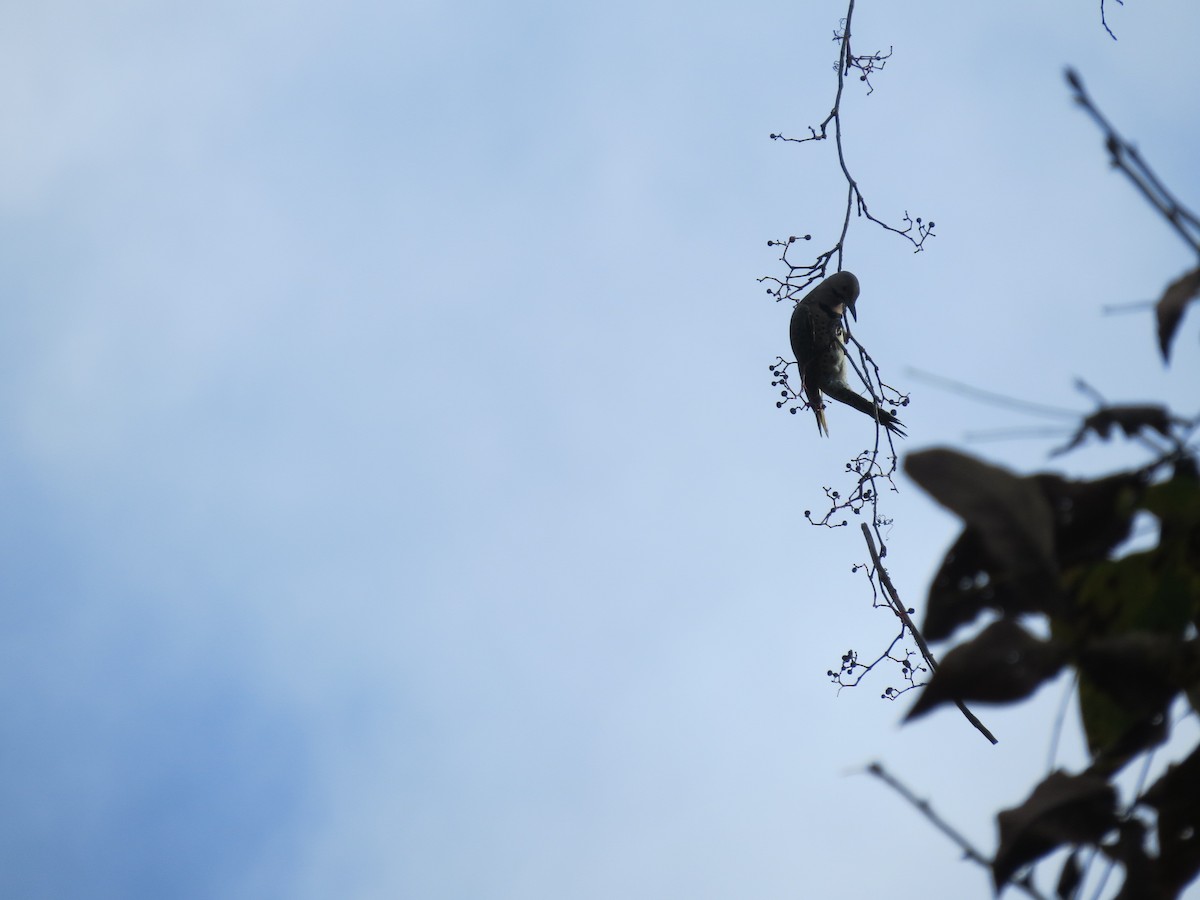 Northern Flicker - ML642487331