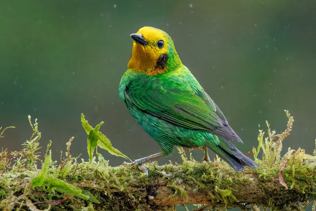 Multicolored Tanager - ML642487343