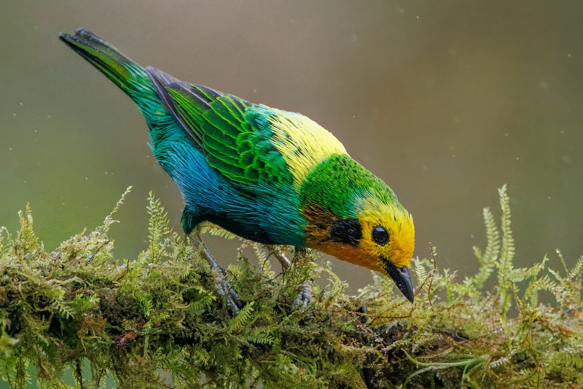 Multicolored Tanager - ML642487344