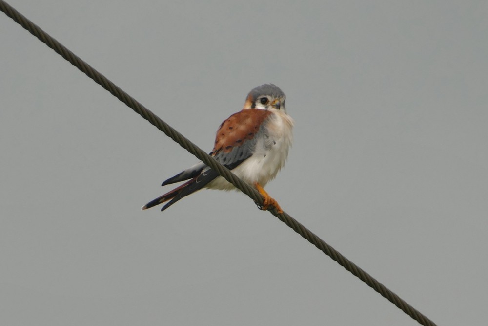 American Kestrel - ML642487376
