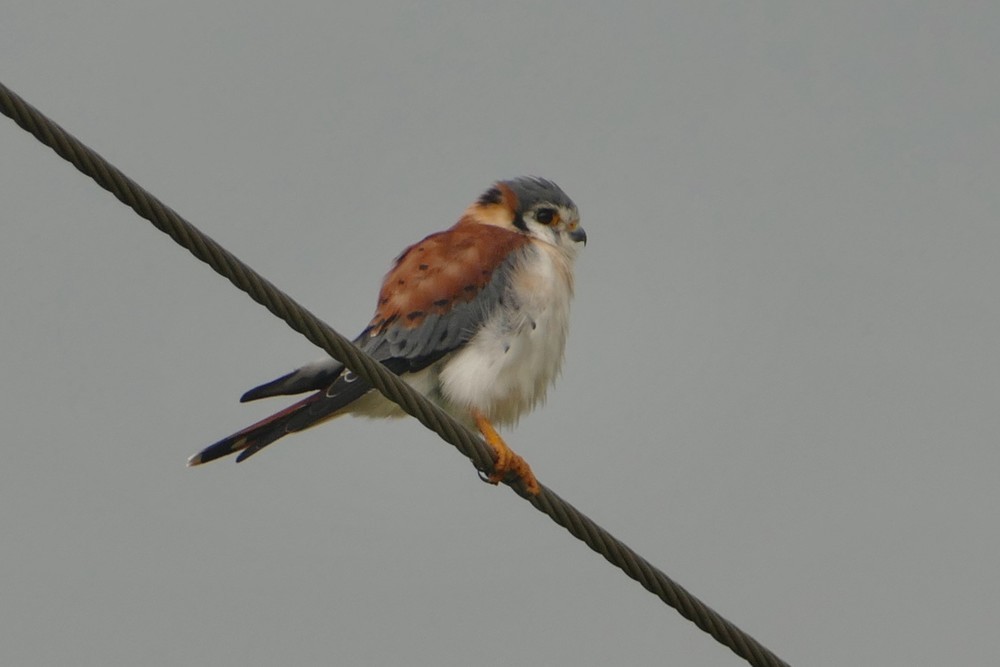 American Kestrel - ML642487377