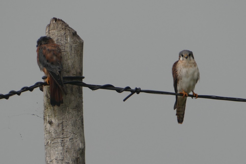 American Kestrel - ML642487378